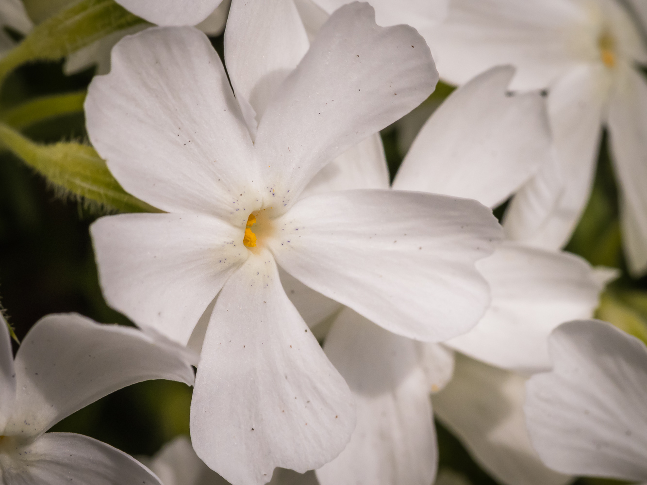 Plantings: Native Plants for Pollinators & Beneficial Insects: Mid-Atlantic