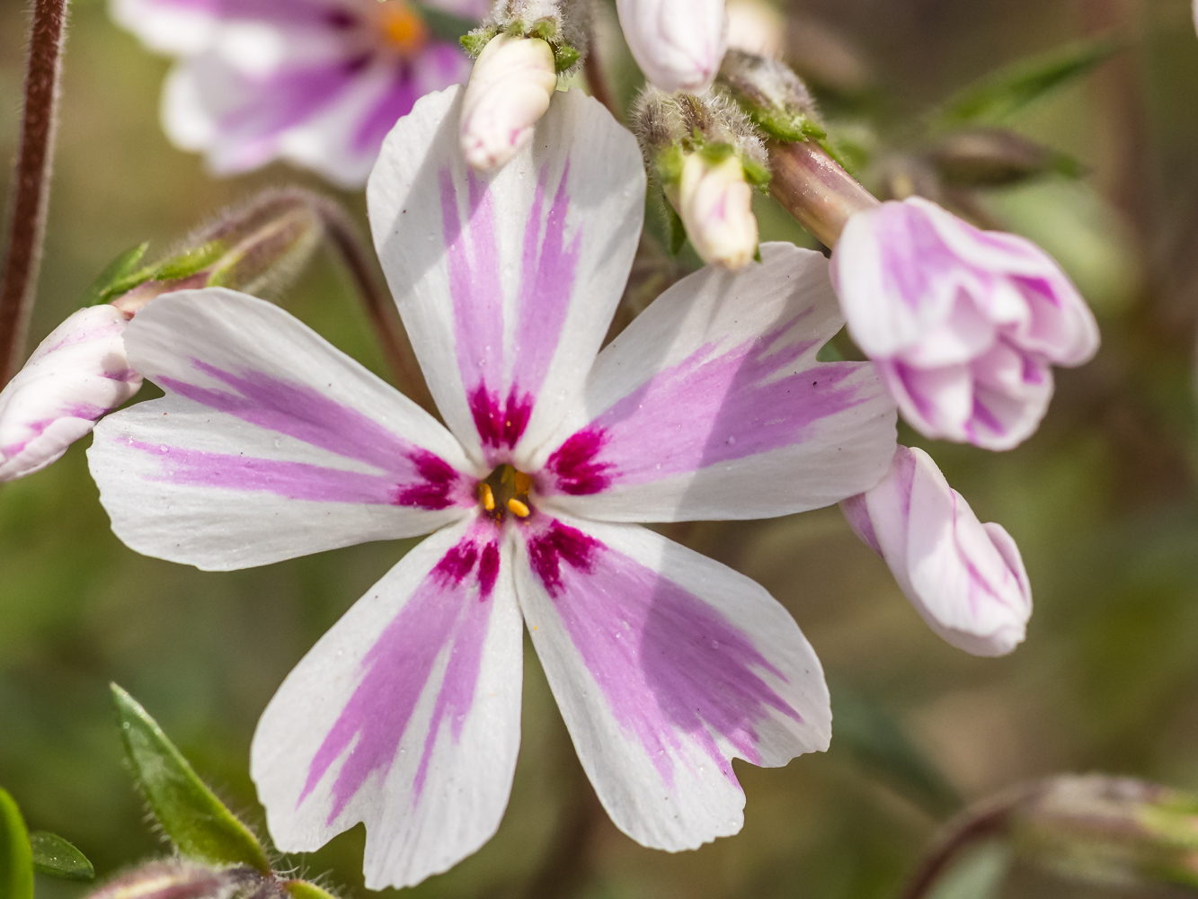 Plantings: Part Shade to Full Shade