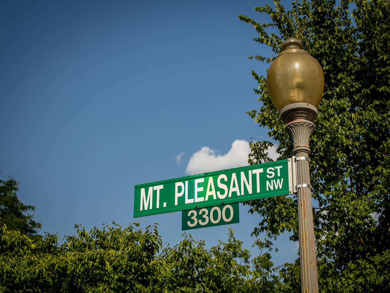 Incorporating Native Plants into Your Garden