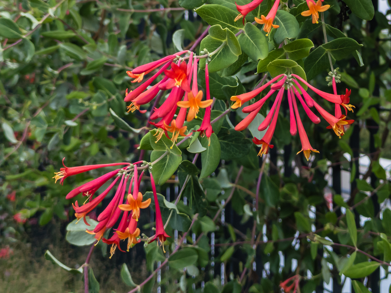 Plantings: Top 10 Lists for Your Wildlife Garden