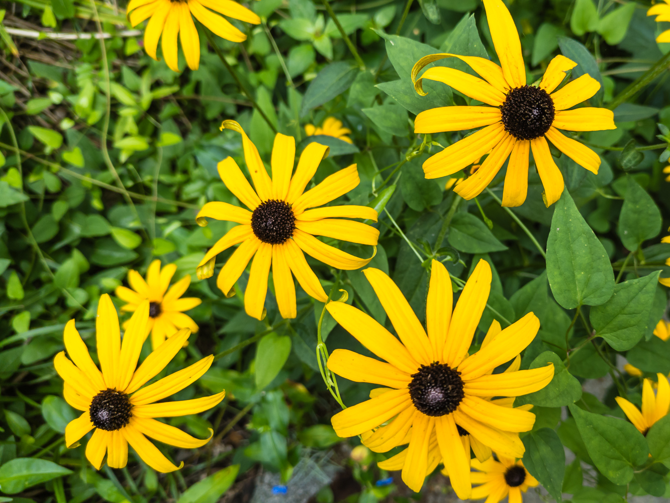 What is a Native Plant?