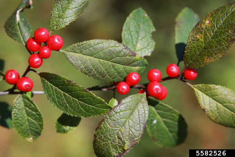Shrubs Native to the DC Area that Like Shade
