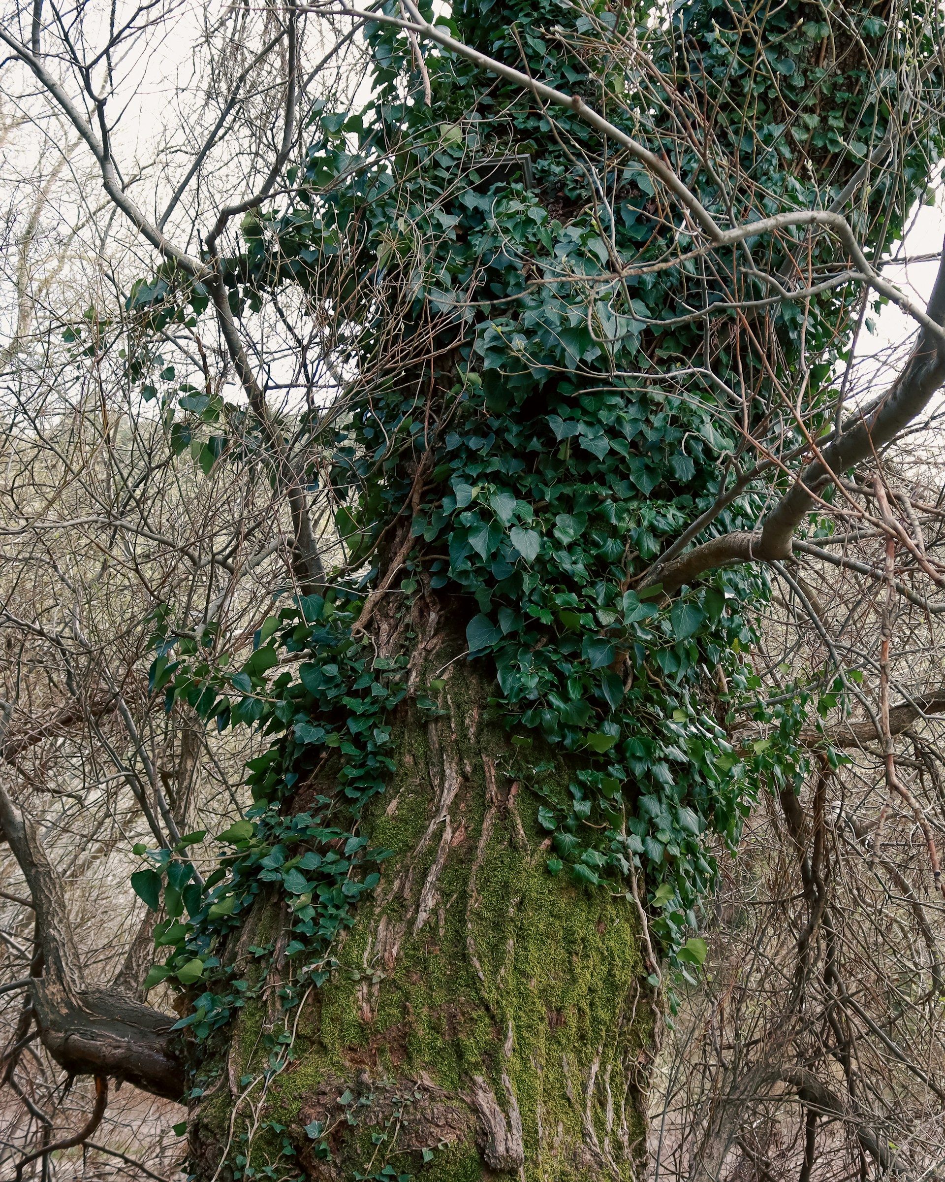 What Does English Ivy Do to Trees?